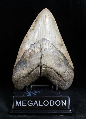 Impressive Inch Megalodon Tooth #1667
